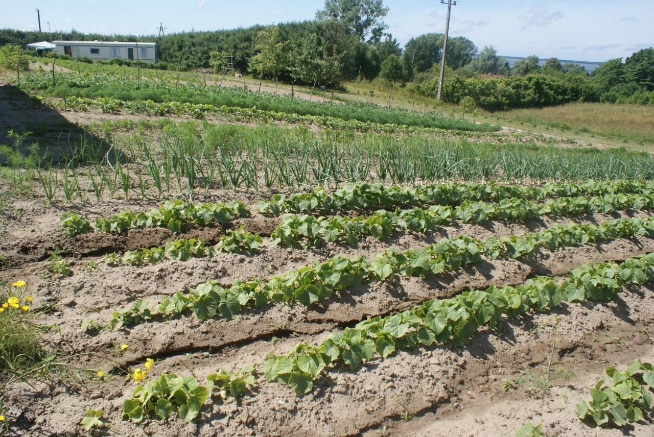 Agrodomki Okej -Dom Koko Gardna Wielka Exterior photo